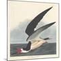 Black Skimmer, 1836-John James Audubon-Mounted Giclee Print