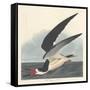 Black Skimmer, 1836-John James Audubon-Framed Stretched Canvas