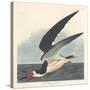 Black Skimmer, 1836-John James Audubon-Stretched Canvas