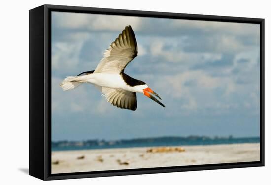 Black Skimmer Bird Flying Close to Photographer on Beach in Florida-James White-Framed Stretched Canvas