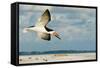 Black Skimmer Bird Flying Close to Photographer on Beach in Florida-James White-Framed Stretched Canvas