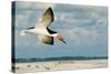 Black Skimmer Bird Flying Close to Photographer on Beach in Florida-James White-Stretched Canvas