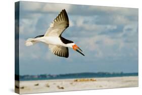 Black Skimmer Bird Flying Close to Photographer on Beach in Florida-James White-Stretched Canvas