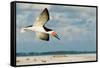 Black Skimmer Bird Flying Close to Photographer on Beach in Florida-James White-Framed Stretched Canvas