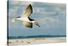 Black Skimmer Bird Flying Close to Photographer on Beach in Florida-James White-Stretched Canvas