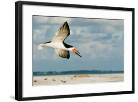 Black Skimmer Bird Flying Close to Photographer on Beach in Florida-James White-Framed Photographic Print