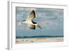 Black Skimmer Bird Flying Close to Photographer on Beach in Florida-James White-Framed Photographic Print