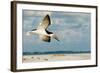 Black Skimmer Bird Flying Close to Photographer on Beach in Florida-James White-Framed Photographic Print