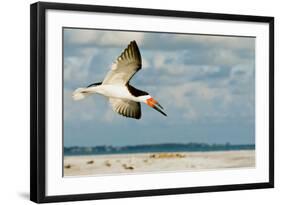 Black Skimmer Bird Flying Close to Photographer on Beach in Florida-James White-Framed Photographic Print