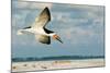 Black Skimmer Bird Flying Close to Photographer on Beach in Florida-James White-Mounted Photographic Print