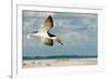 Black Skimmer Bird Flying Close to Photographer on Beach in Florida-James White-Framed Photographic Print