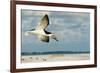 Black Skimmer Bird Flying Close to Photographer on Beach in Florida-James White-Framed Photographic Print