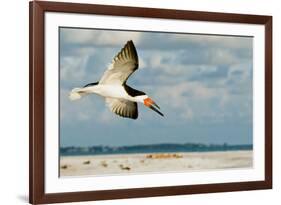 Black Skimmer Bird Flying Close to Photographer on Beach in Florida-James White-Framed Photographic Print