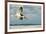 Black Skimmer Bird Flying Close to Photographer on Beach in Florida-James White-Framed Photographic Print