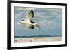 Black Skimmer Bird Flying Close to Photographer on Beach in Florida-James White-Framed Photographic Print