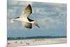 Black Skimmer Bird Flying Close to Photographer on Beach in Florida-James White-Mounted Photographic Print