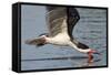 Black Skimmer Closeup as it Skims-Hal Beral-Framed Stretched Canvas