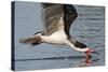Black Skimmer Closeup as it Skims-Hal Beral-Stretched Canvas