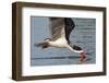 Black Skimmer Closeup as it Skims-Hal Beral-Framed Photographic Print