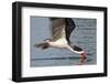 Black Skimmer Closeup as it Skims-Hal Beral-Framed Photographic Print