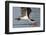 Black Skimmer Closeup as it Skims-Hal Beral-Framed Photographic Print