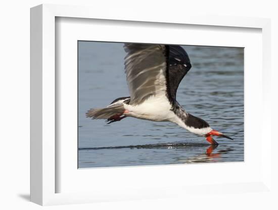 Black Skimmer Closeup as it Skims-Hal Beral-Framed Photographic Print