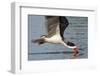 Black Skimmer Closeup as it Skims-Hal Beral-Framed Photographic Print