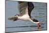 Black Skimmer Closeup as it Skims-Hal Beral-Mounted Photographic Print