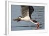 Black Skimmer Closeup as it Skims-Hal Beral-Framed Photographic Print