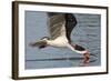 Black Skimmer Closeup as it Skims-Hal Beral-Framed Photographic Print