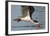 Black Skimmer Closeup as it Skims-Hal Beral-Framed Photographic Print