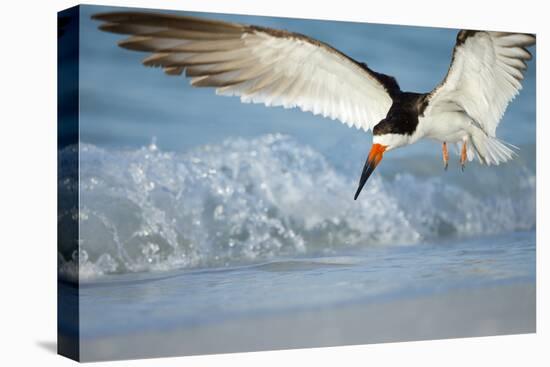 Black Skimmer Coming in for a Landing, Gulf of Mexico, Florida-Maresa Pryor-Stretched Canvas