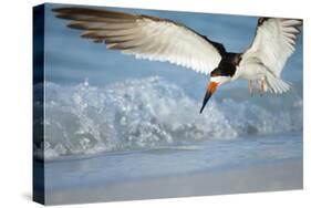 Black Skimmer Coming in for a Landing, Gulf of Mexico, Florida-Maresa Pryor-Stretched Canvas