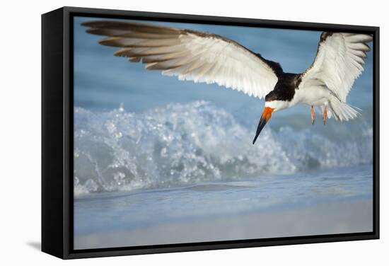 Black Skimmer Coming in for a Landing, Gulf of Mexico, Florida-Maresa Pryor-Framed Stretched Canvas