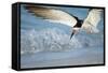 Black Skimmer Coming in for a Landing, Gulf of Mexico, Florida-Maresa Pryor-Framed Stretched Canvas