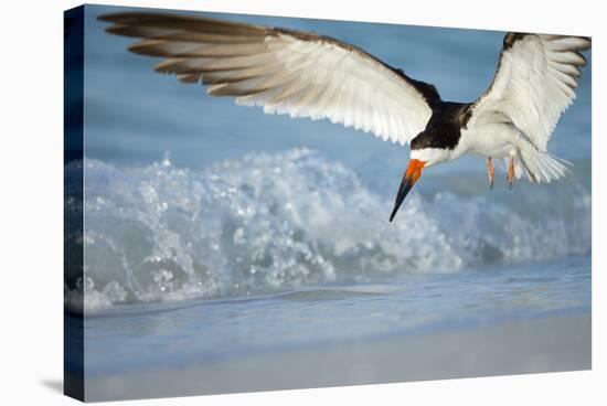 Black Skimmer Coming in for a Landing, Gulf of Mexico, Florida-Maresa Pryor-Stretched Canvas