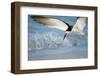 Black Skimmer Coming in for a Landing, Gulf of Mexico, Florida-Maresa Pryor-Framed Premium Photographic Print