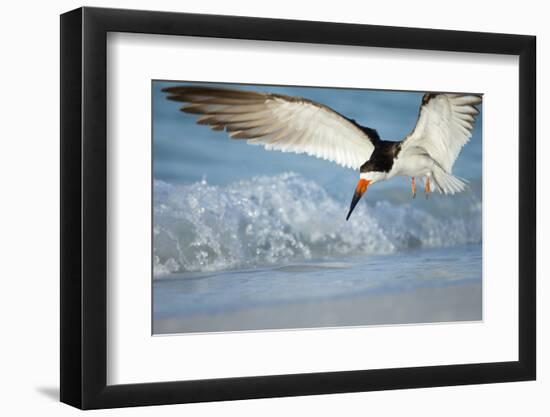 Black Skimmer Coming in for a Landing, Gulf of Mexico, Florida-Maresa Pryor-Framed Premium Photographic Print