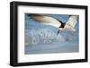 Black Skimmer Coming in for a Landing, Gulf of Mexico, Florida-Maresa Pryor-Framed Premium Photographic Print