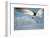 Black Skimmer Coming in for a Landing, Gulf of Mexico, Florida-Maresa Pryor-Framed Premium Photographic Print