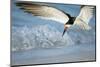 Black Skimmer Coming in for a Landing, Gulf of Mexico, Florida-Maresa Pryor-Mounted Premium Photographic Print