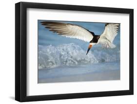 Black Skimmer Coming in for a Landing, Gulf of Mexico, Florida-Maresa Pryor-Framed Photographic Print