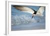 Black Skimmer Coming in for a Landing, Gulf of Mexico, Florida-Maresa Pryor-Framed Photographic Print