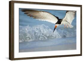 Black Skimmer Coming in for a Landing, Gulf of Mexico, Florida-Maresa Pryor-Framed Photographic Print