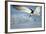 Black Skimmer Coming in for a Landing, Gulf of Mexico, Florida-Maresa Pryor-Framed Photographic Print