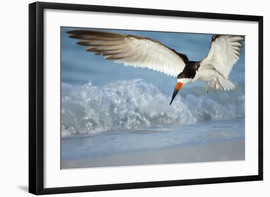 Black Skimmer Coming in for a Landing, Gulf of Mexico, Florida-Maresa Pryor-Framed Photographic Print