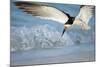 Black Skimmer Coming in for a Landing, Gulf of Mexico, Florida-Maresa Pryor-Mounted Photographic Print