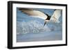 Black Skimmer Coming in for a Landing, Gulf of Mexico, Florida-Maresa Pryor-Framed Photographic Print