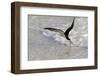 Black skimmer foraging along surf line, Florida, USA-Lynn M. Stone-Framed Photographic Print