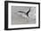 Black skimmer foraging along surf line, Florida, USA-Lynn M. Stone-Framed Photographic Print